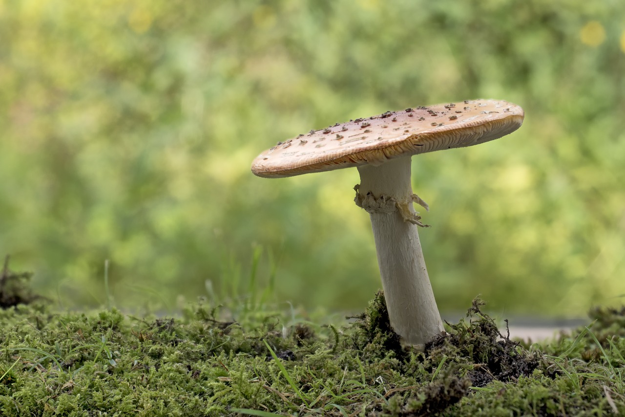 Image - matryoshka yellow fly agaric