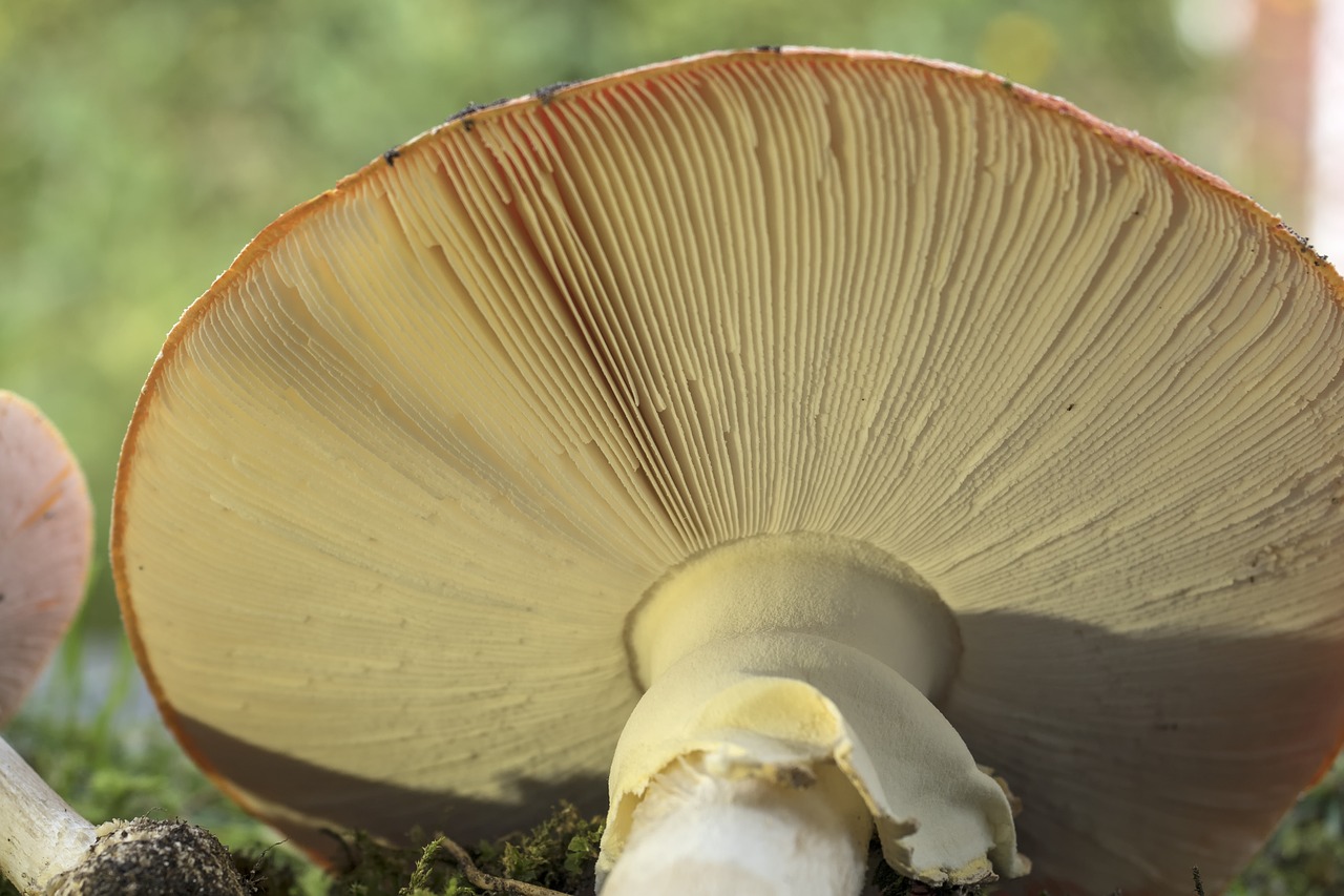 Image - matryoshka red fly agaric mushroom