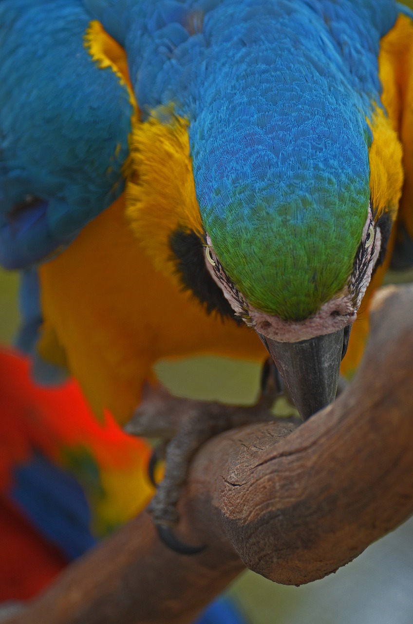 Image - parrot bird colorful animal