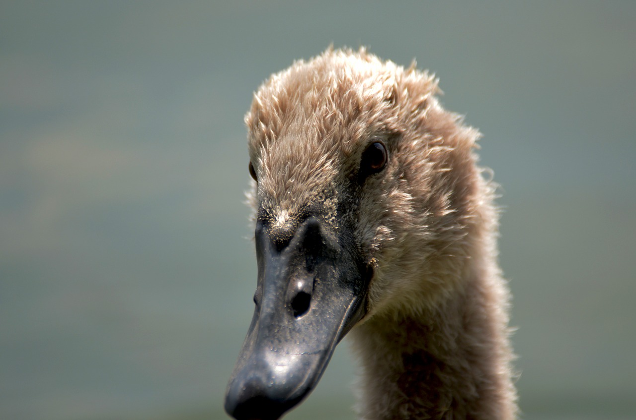 Image - swan child young nature freedom