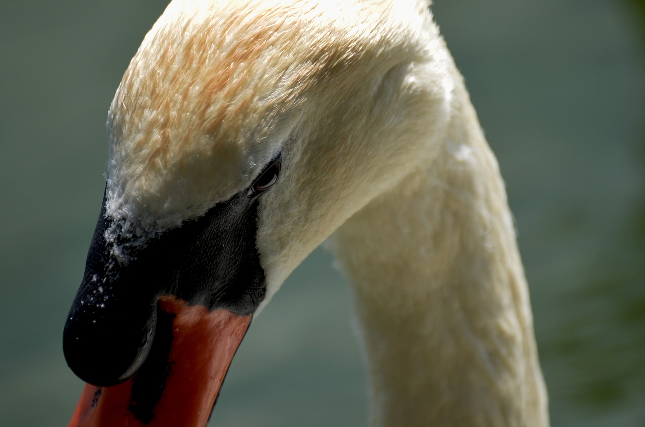 Image - swan portrait lake swim feather