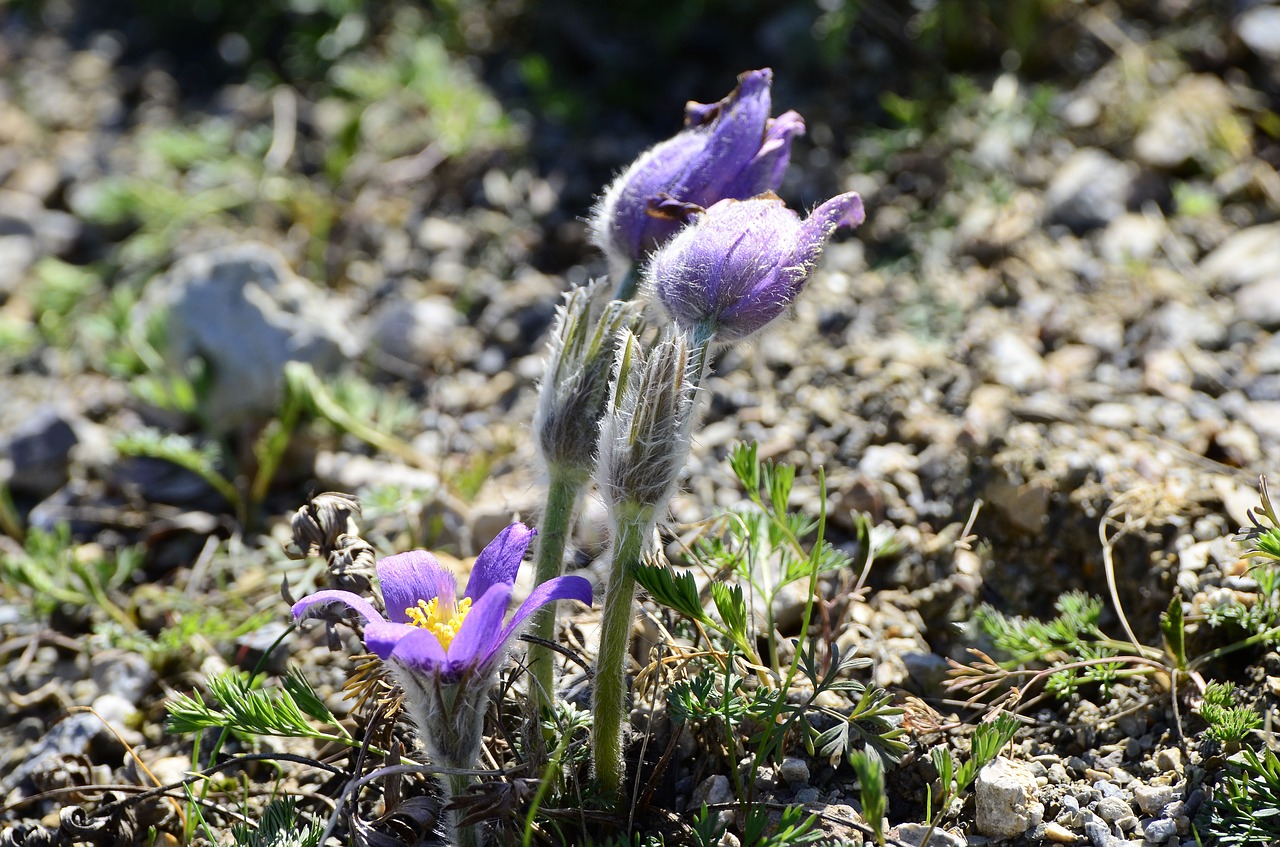 Image - pulsatilla grandis