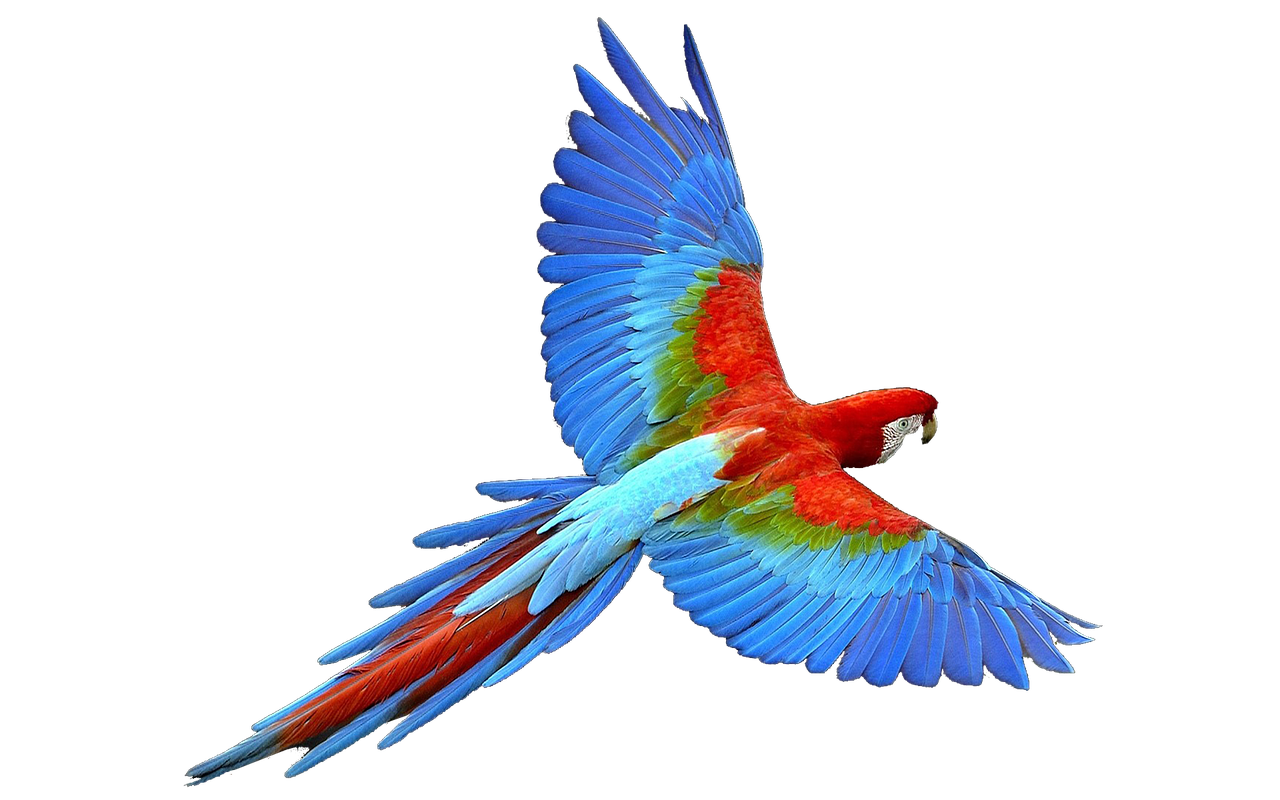 Image - parrot isolated flight