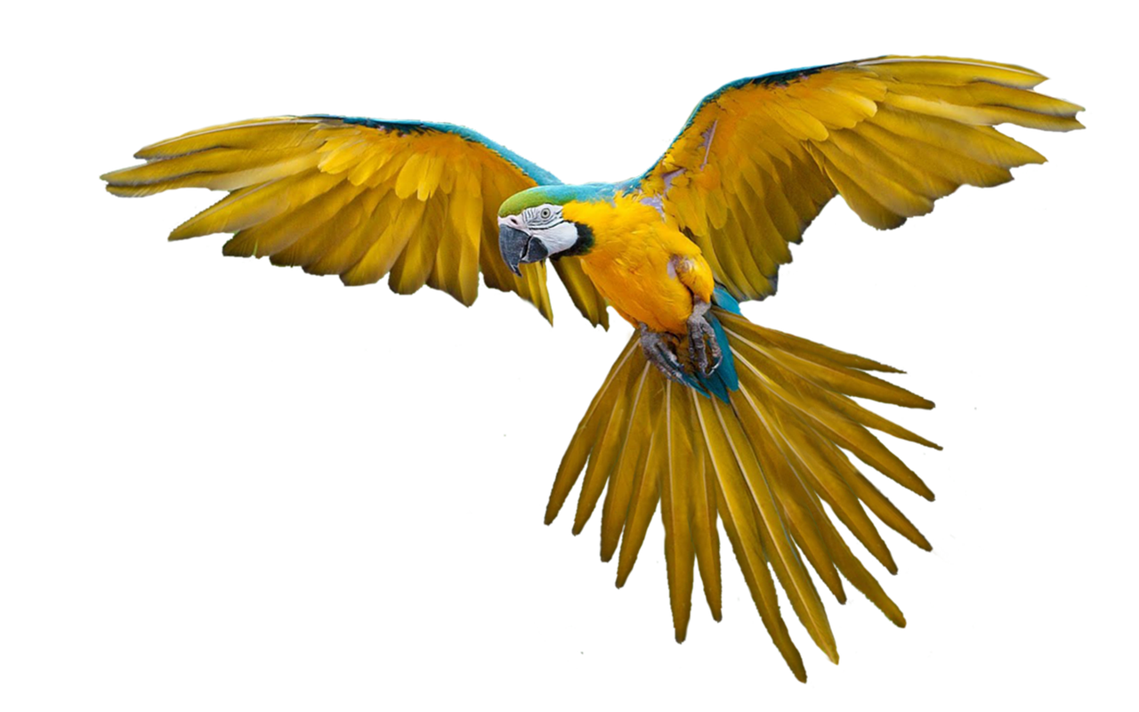 Image - parrot isolated flight