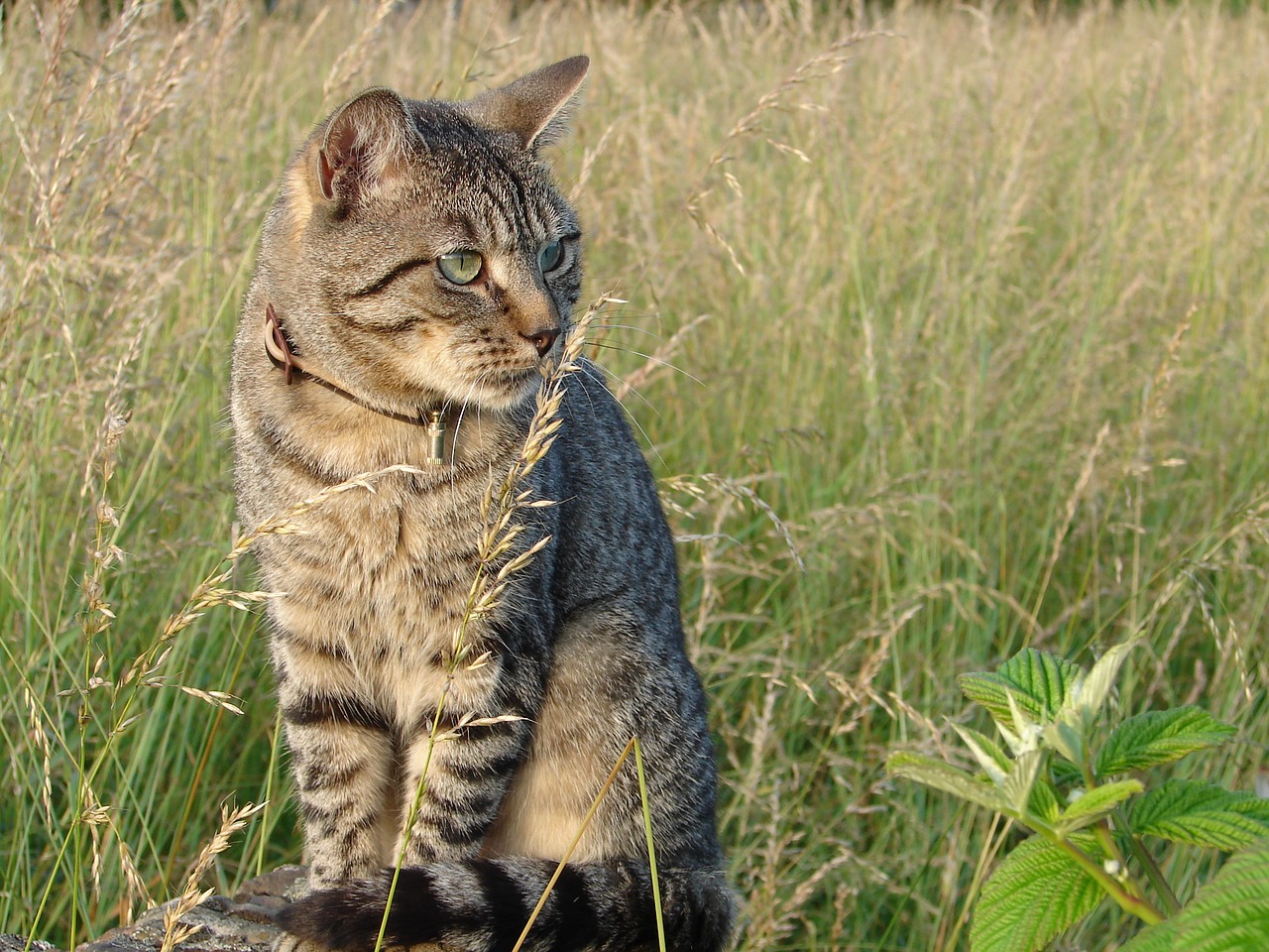 Image - cat look feline animal tabby