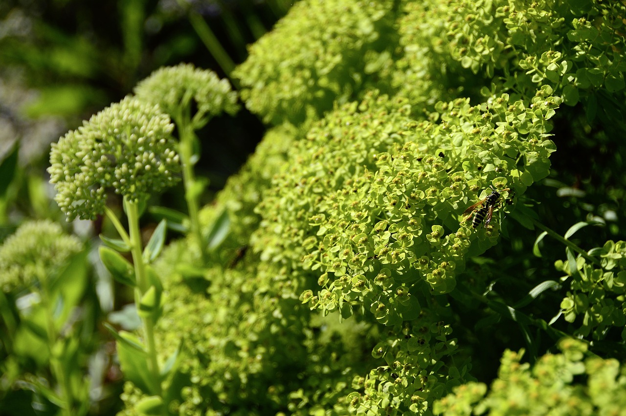 Image - sedum stonecrop plant nature