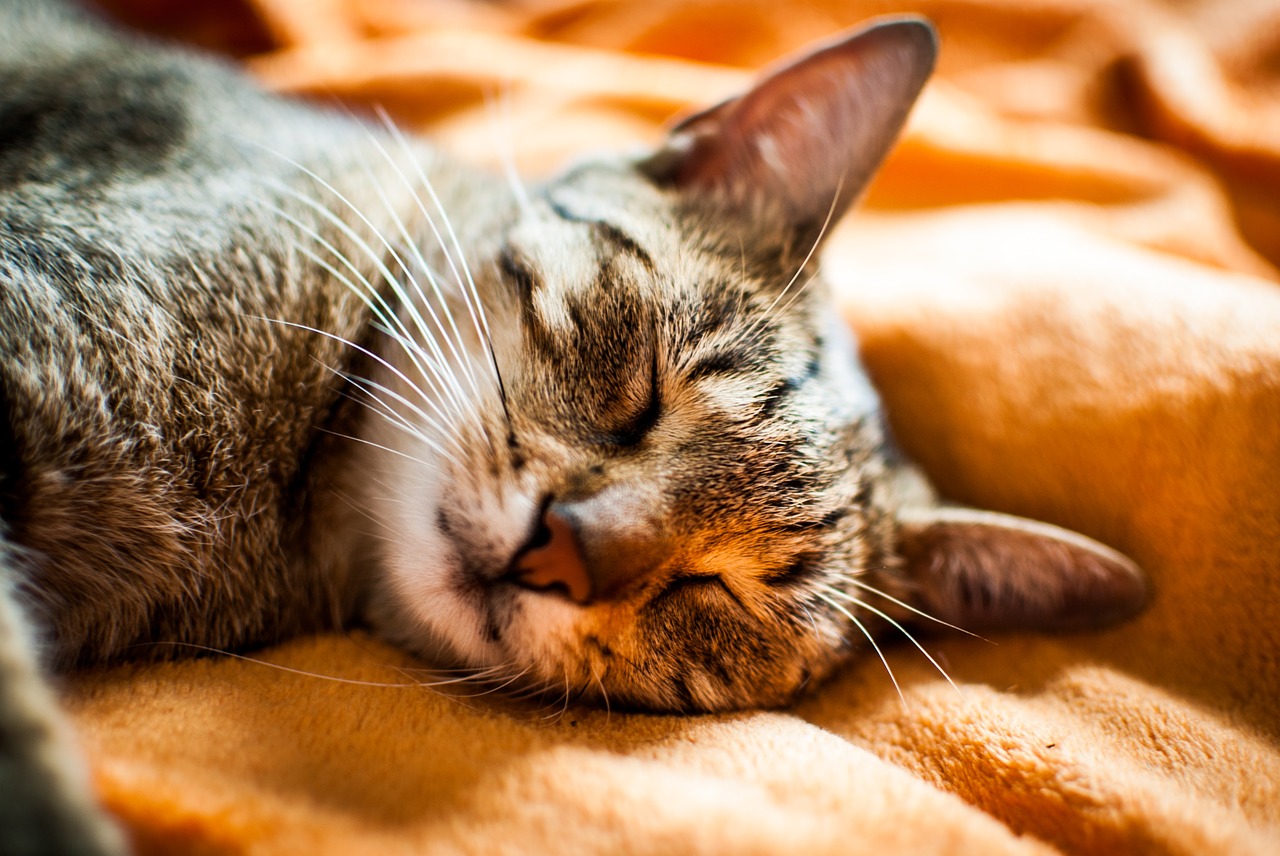Image - cat dream domestic cat animal