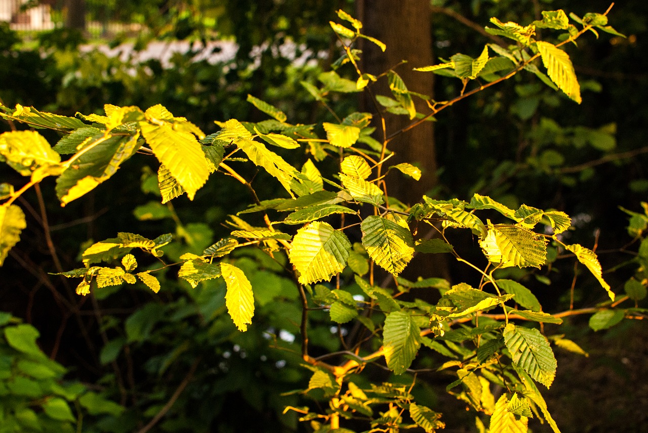 Image - foliage autumn evening autumn gold