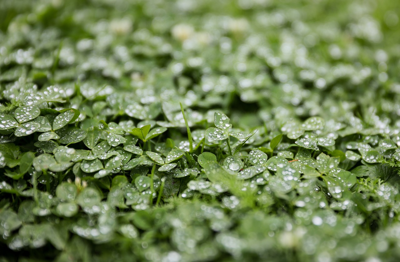 Image - clover alfalfa rain just add water