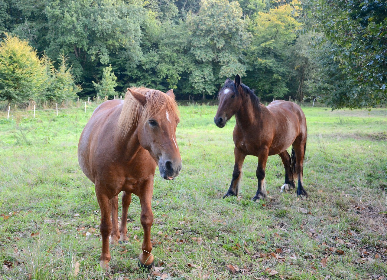 Image - horses mare standard prairie pre
