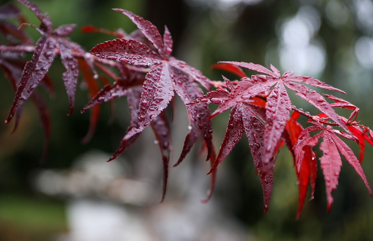 Image - maple leaf japan maple red leaf