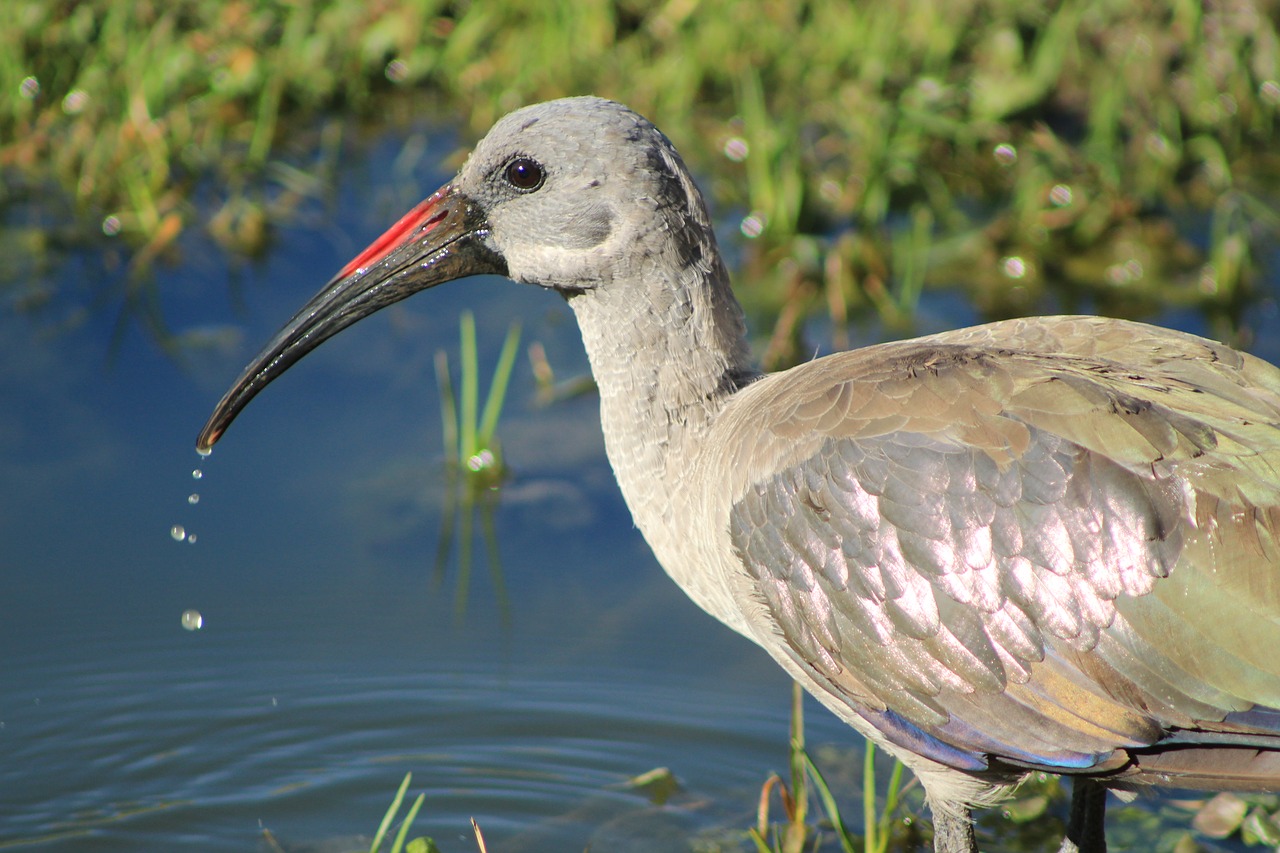 Image - bird hadida beak