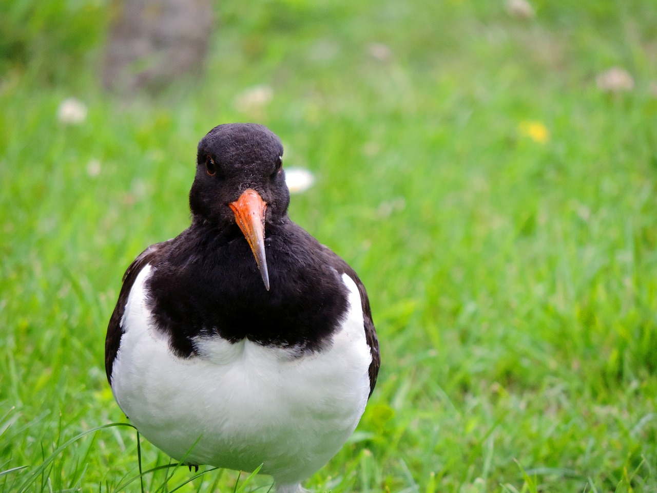 Image - oystercatcher watt bird sea birds