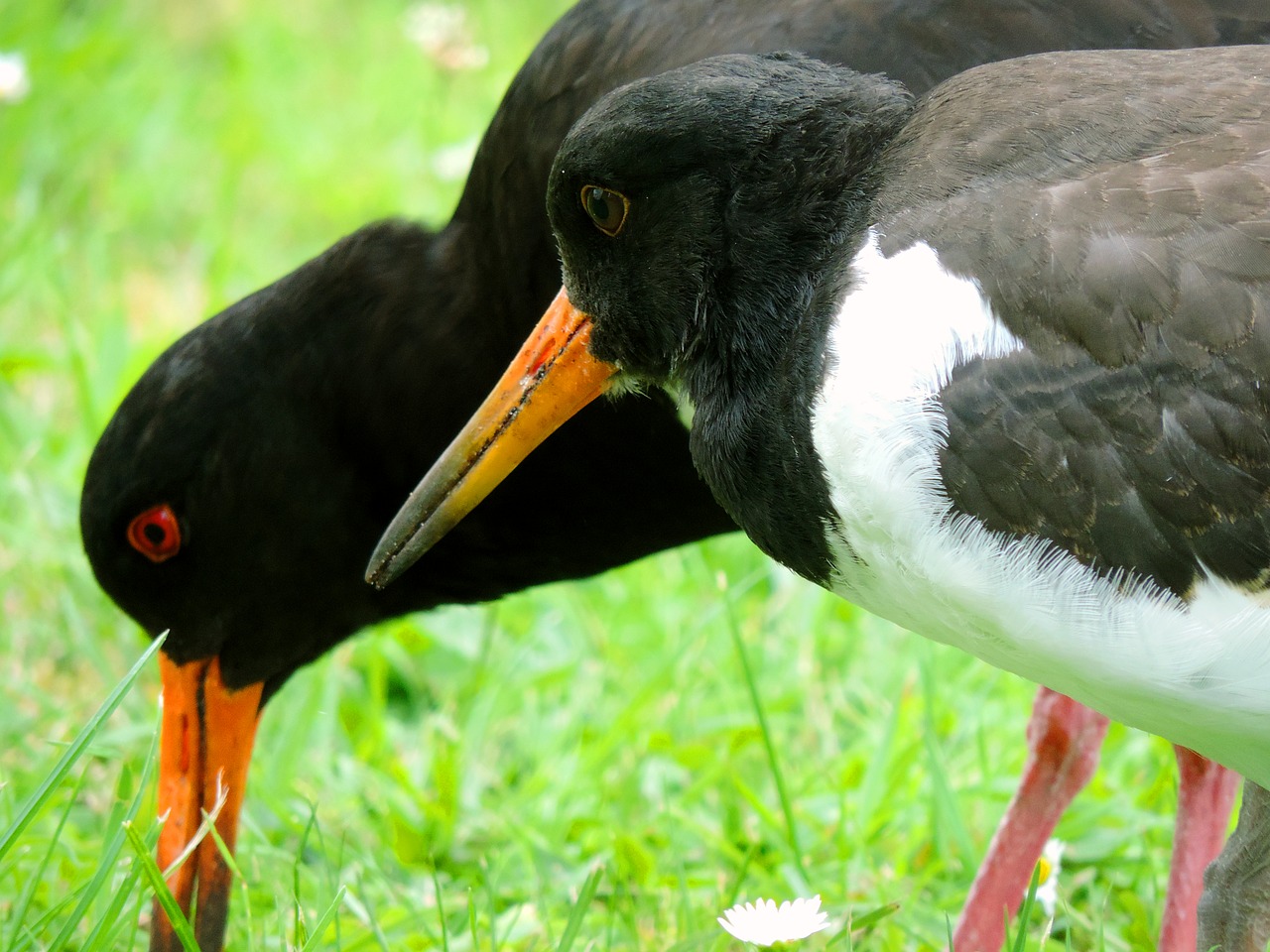 Image - oystercatcher mother bird bird young