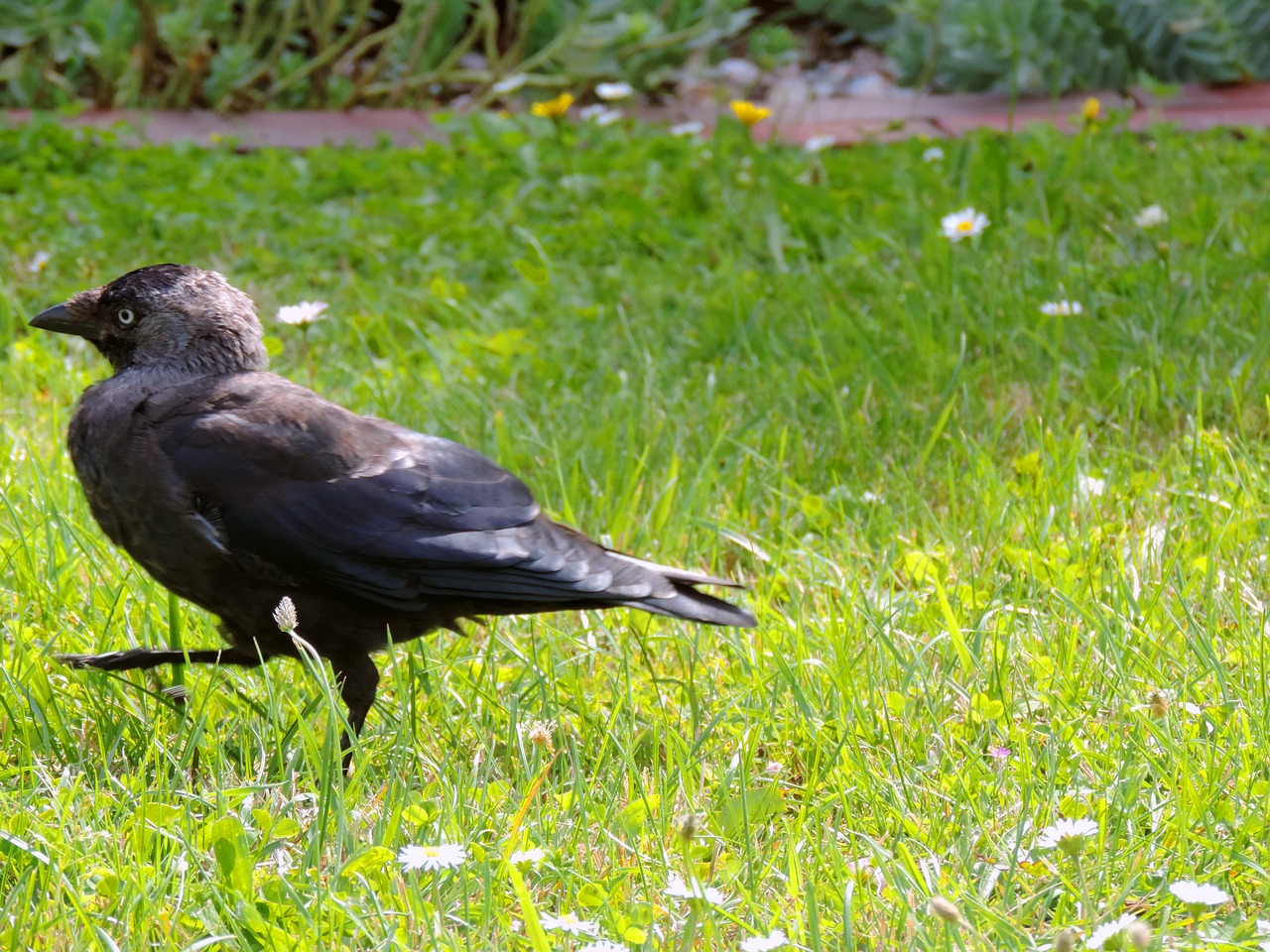 Image - jackdaw raven bird corvus monedula