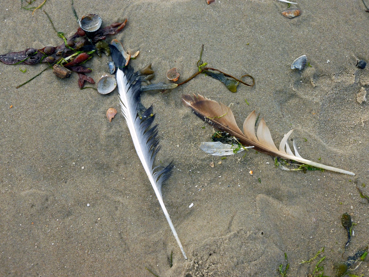 Image - bird feathers seagull feather sand