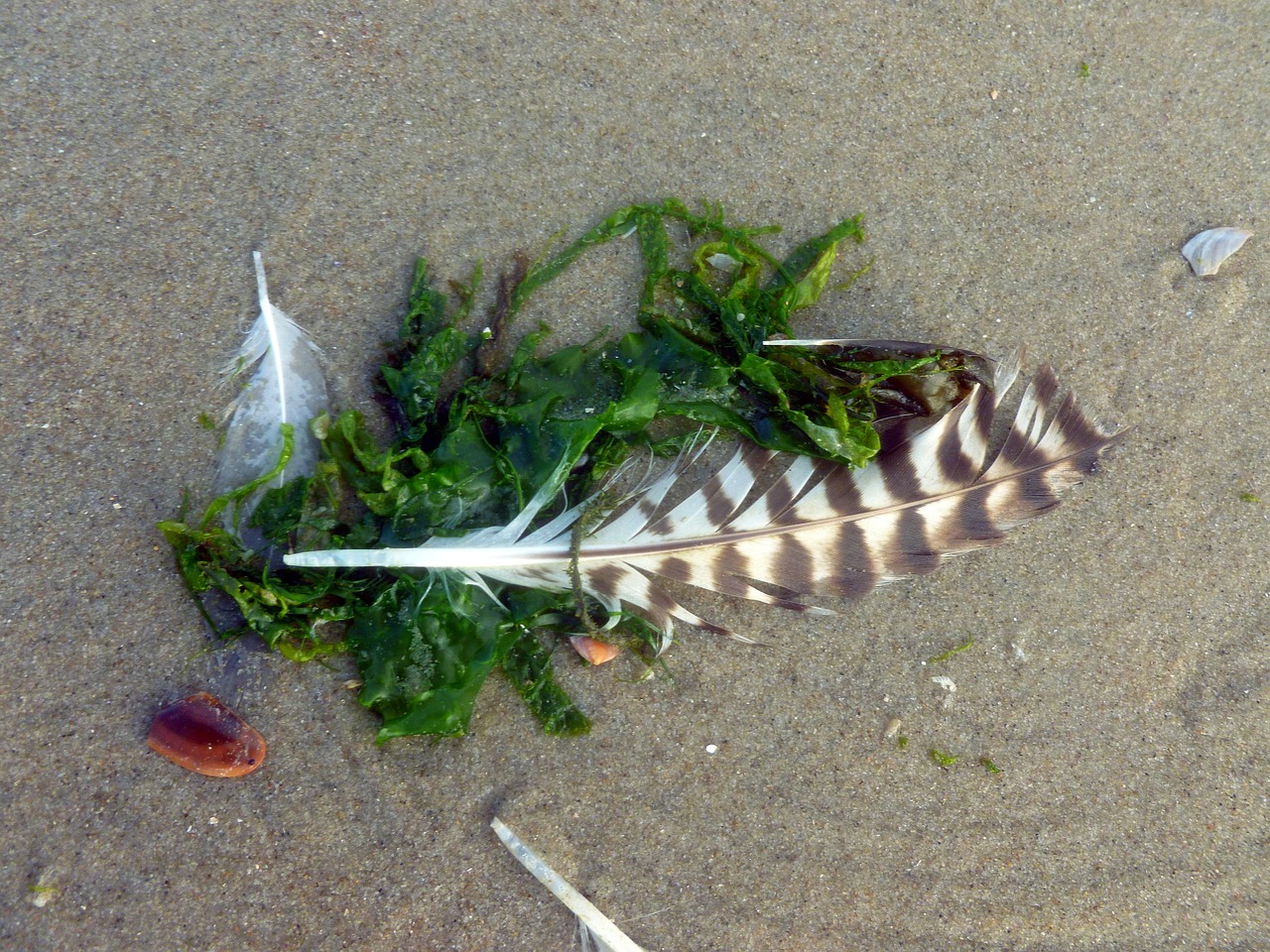 Image - bird feather seagull feather seaweed