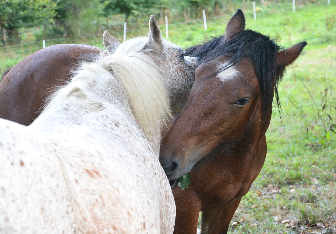 Image - horses color white brown kiss