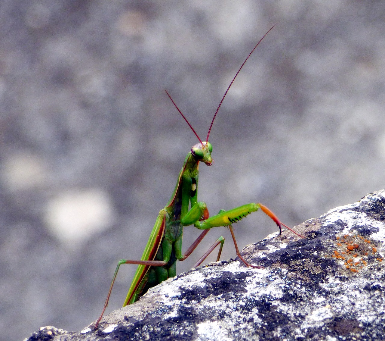 Image - insect mantis nature green macro