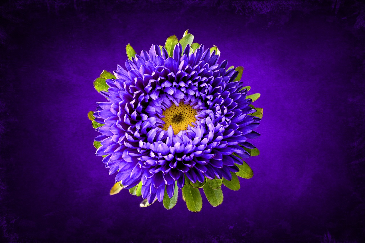 Image - winter aster aster purple violet