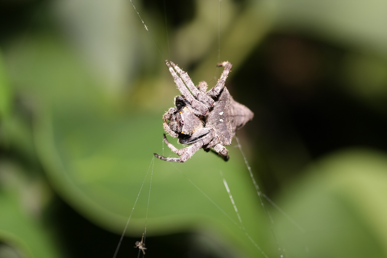 Image - triangle ghost spider spider ecology