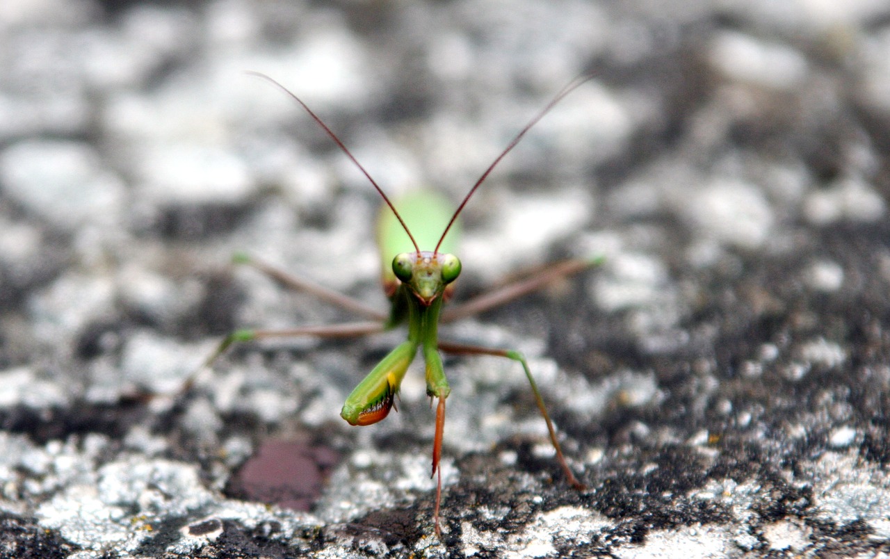 Image - mantis insect green nature macro