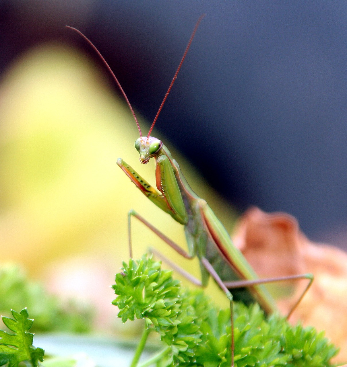 Image - insect mantis grasshopper