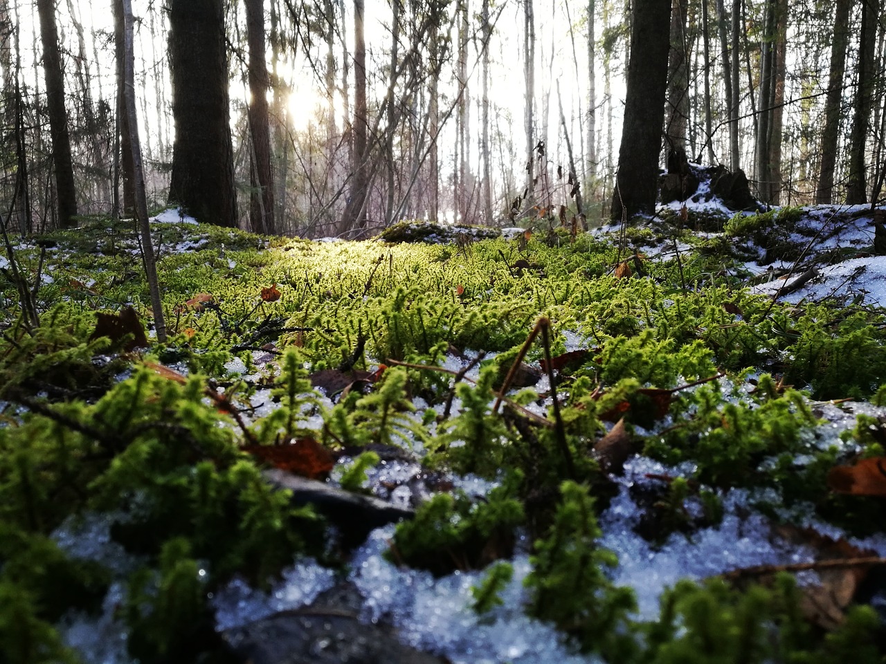 Image - moss forest spring green snow ice