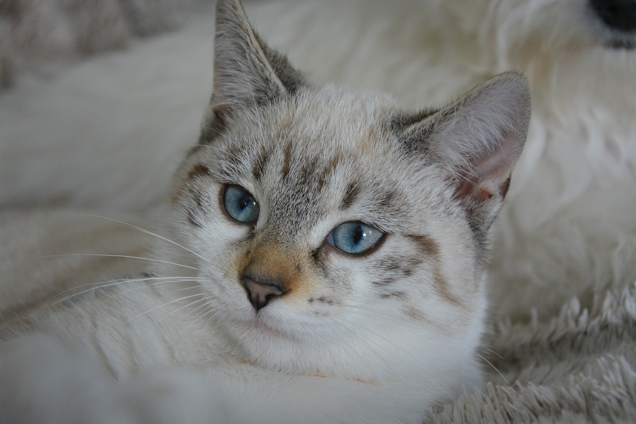 Image - kitten cat cat eyes blue eyes