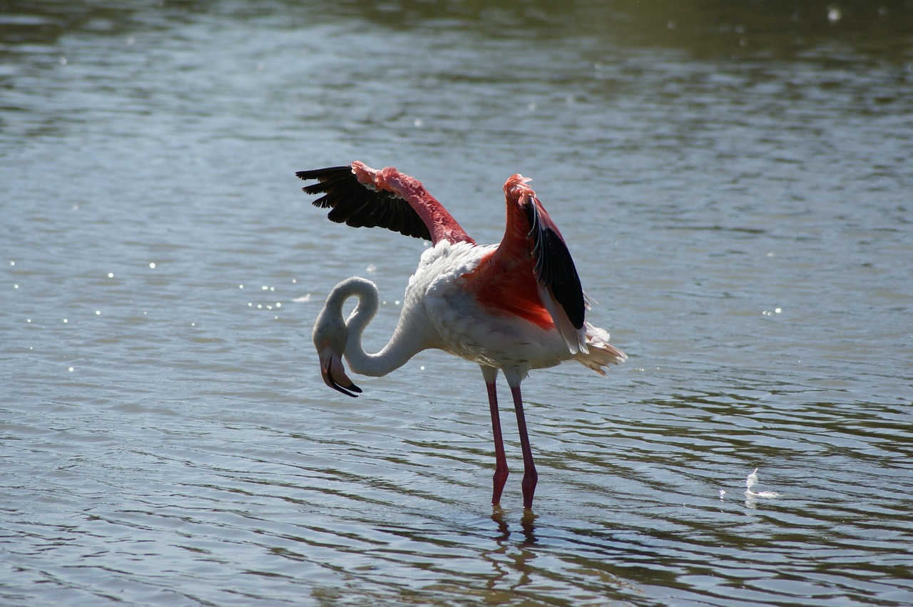 Image - flamingos pond summer france