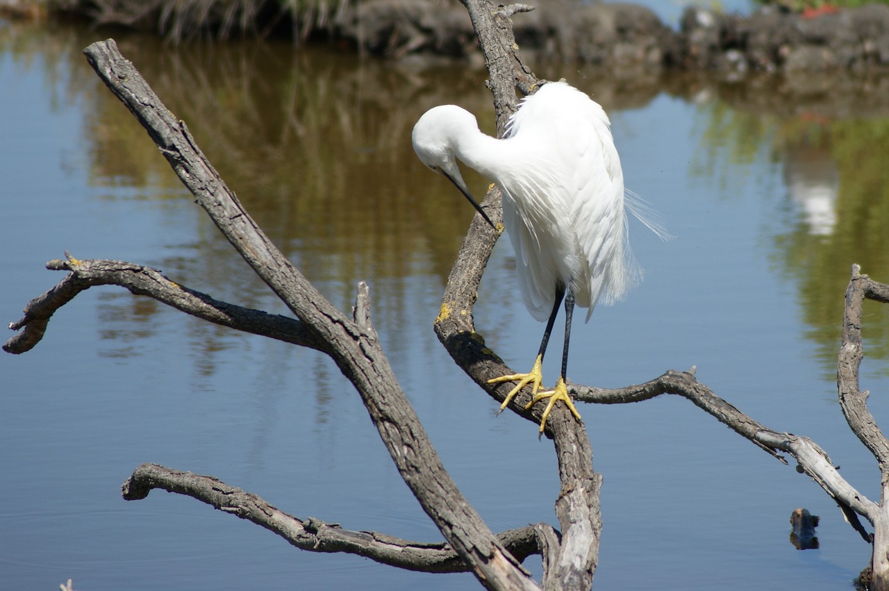 Image - egret camargue summer nature marsh