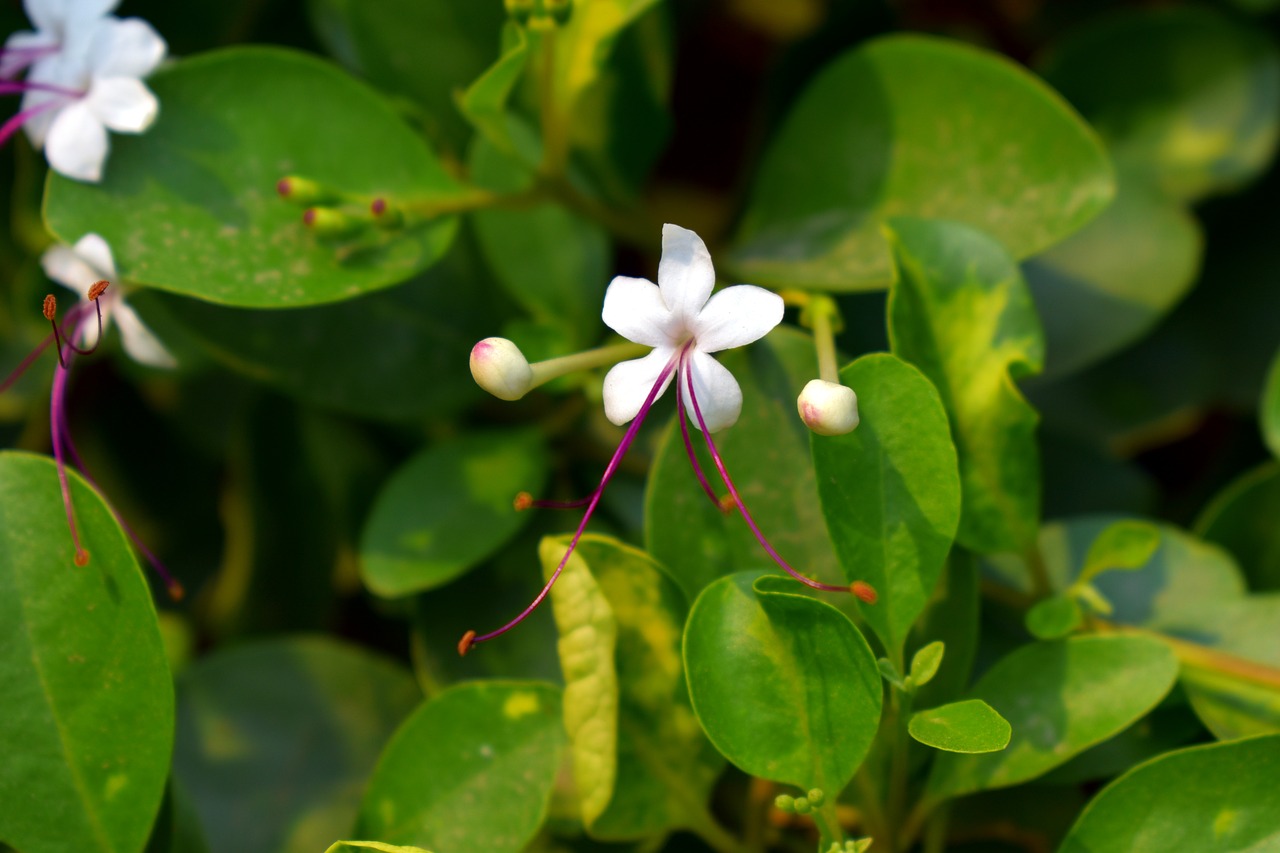 Image - clerodendrum heterophyllum