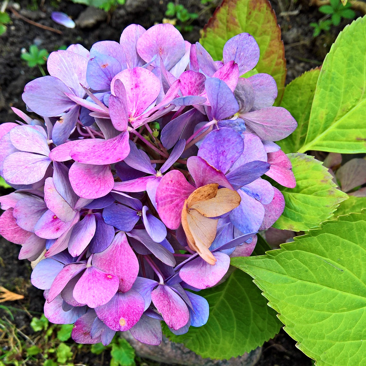 Image - hydrangea blossom bloom plant