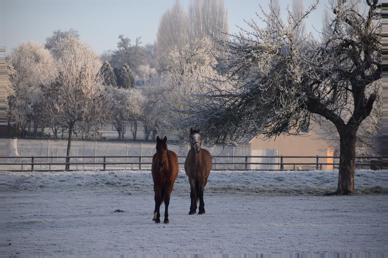 Image - animals horses winter field