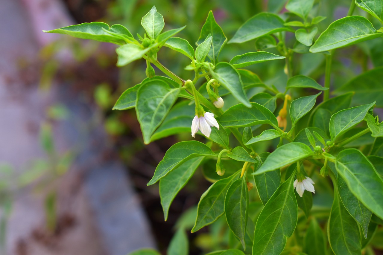 Image - chili pepper white flowers chillies