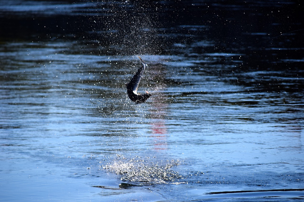 Image - salmon jump norway straumen sea