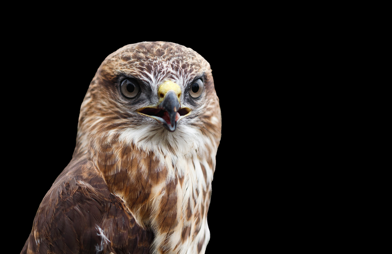 Image - buzzard bird raptor bird of prey