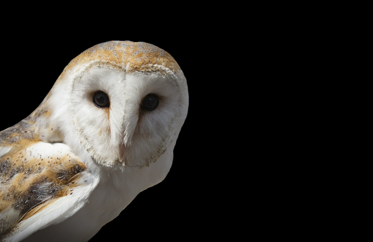 Image - owl eagle owl barn owl bird