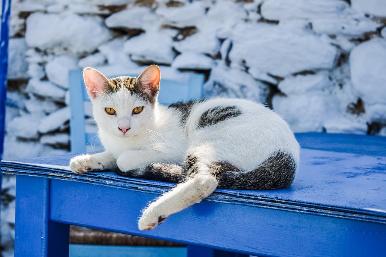 Image - cat outdoor animal cute kitty