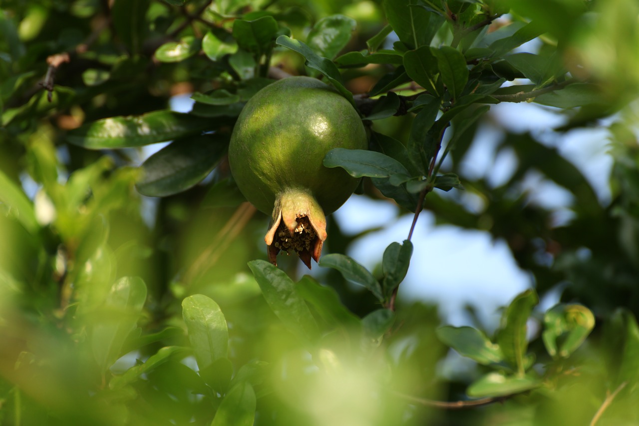 Image - pomegranate fruits organic food