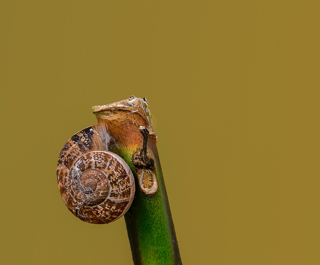 Image - snail macro insects nikon