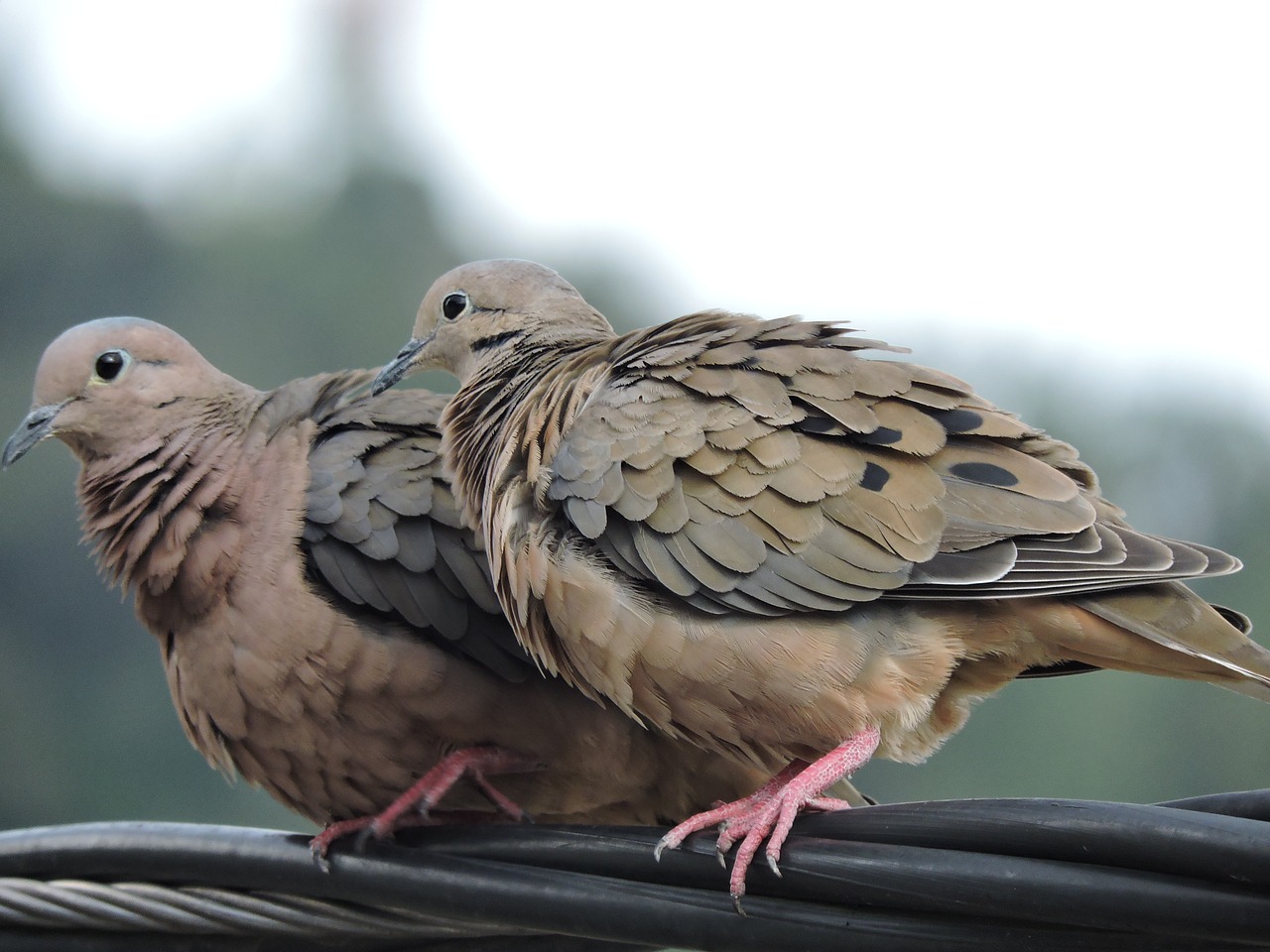 Image - bird ave chick bird watching fauna