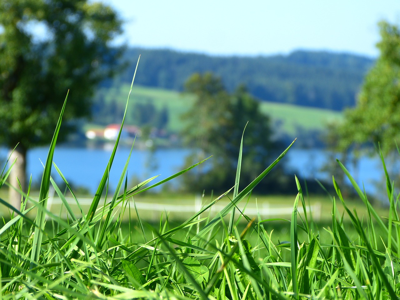 Image - grass close blur lake allgäu