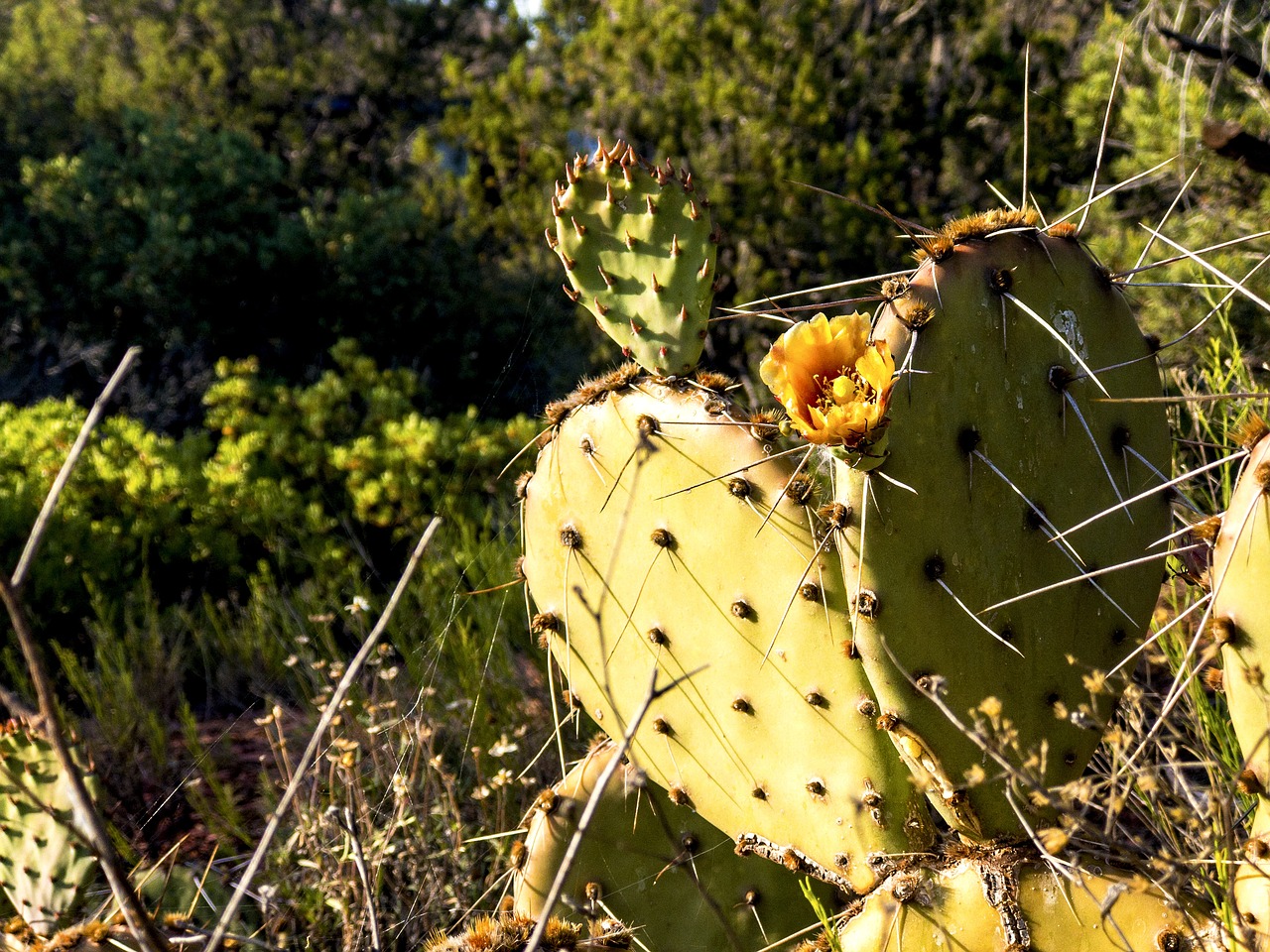 Image - cactus prickly pear orange flower