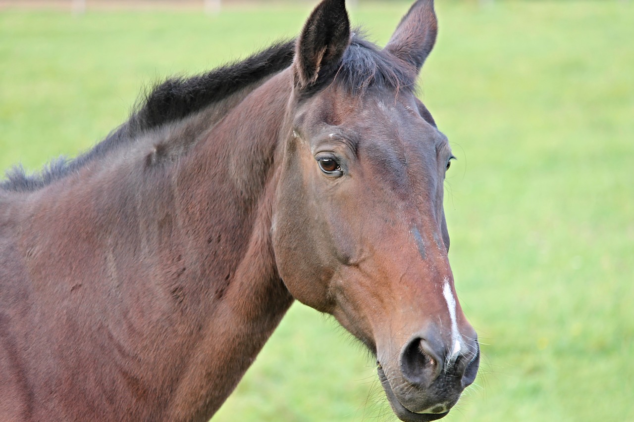 Image - horse head horse head animal mane