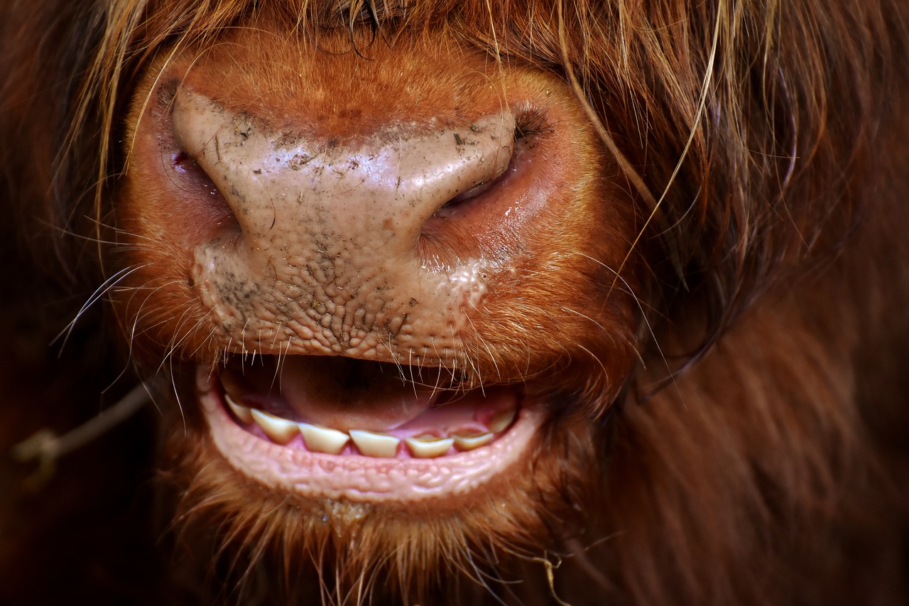 Image - highland beef head chew farm animal