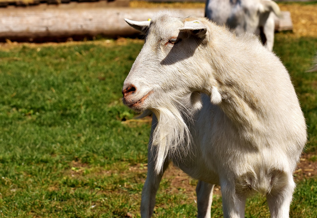 Image - billy goat goats animal farm