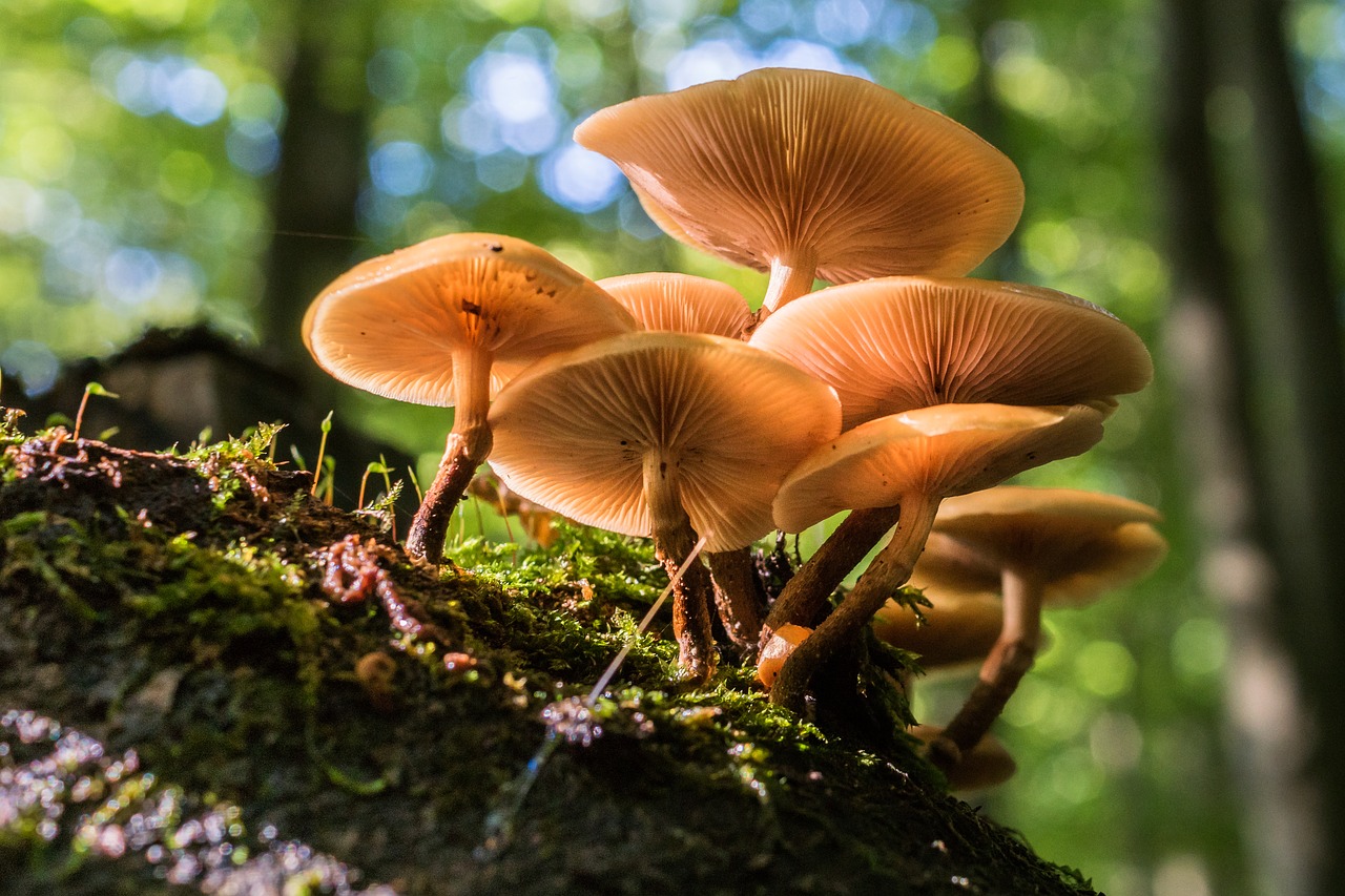 Image - mushroom tree fungus forest nature