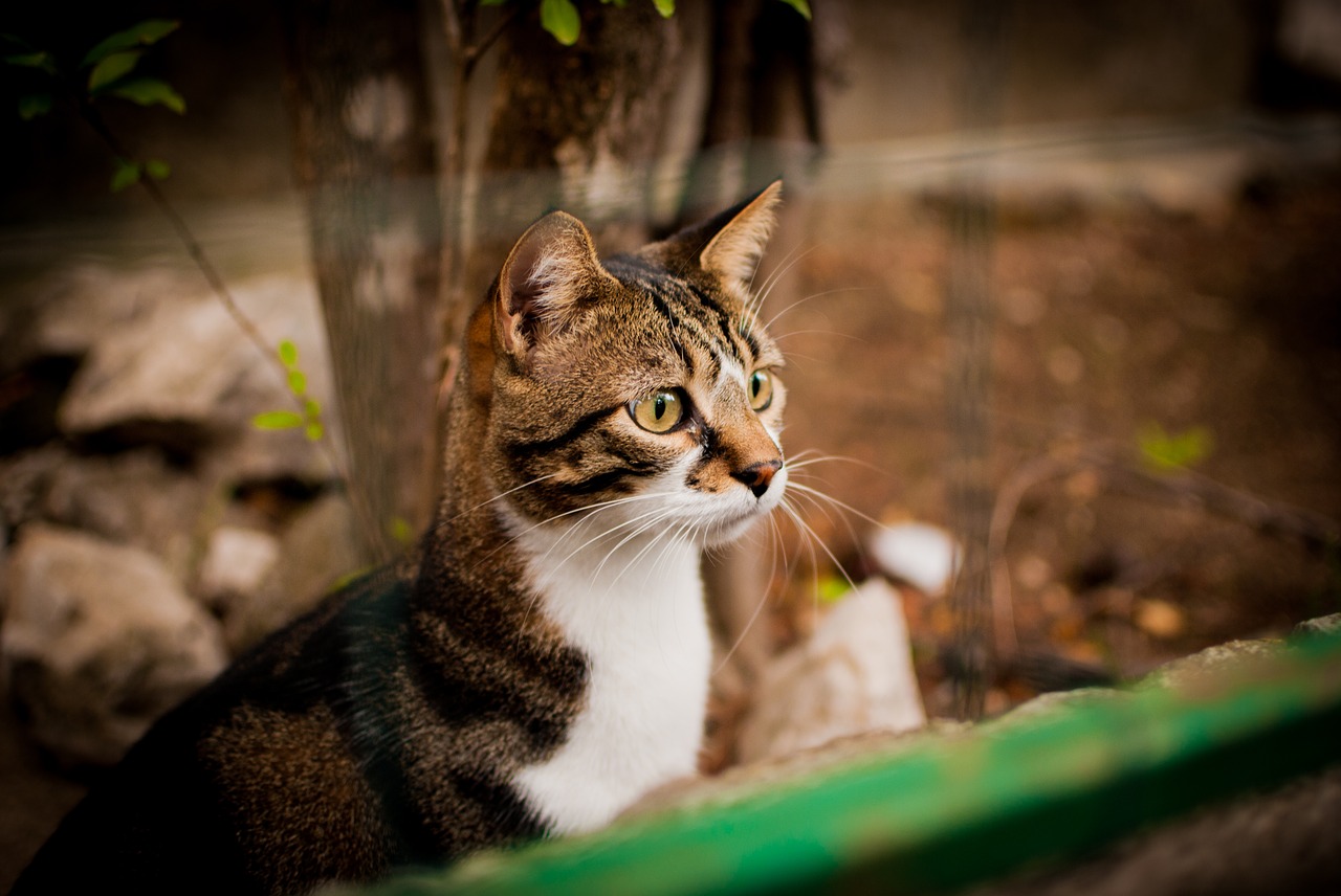 Image - cat looks dachowiec cat staring