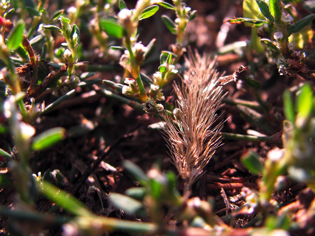 Image - grass plants nature summer